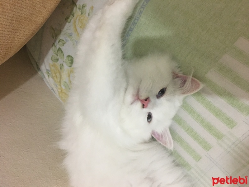 British Longhair, Kedi  pamuk fotoğrafı