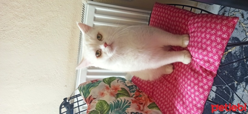 British Shorthair, Kedi  Bıdık fotoğrafı