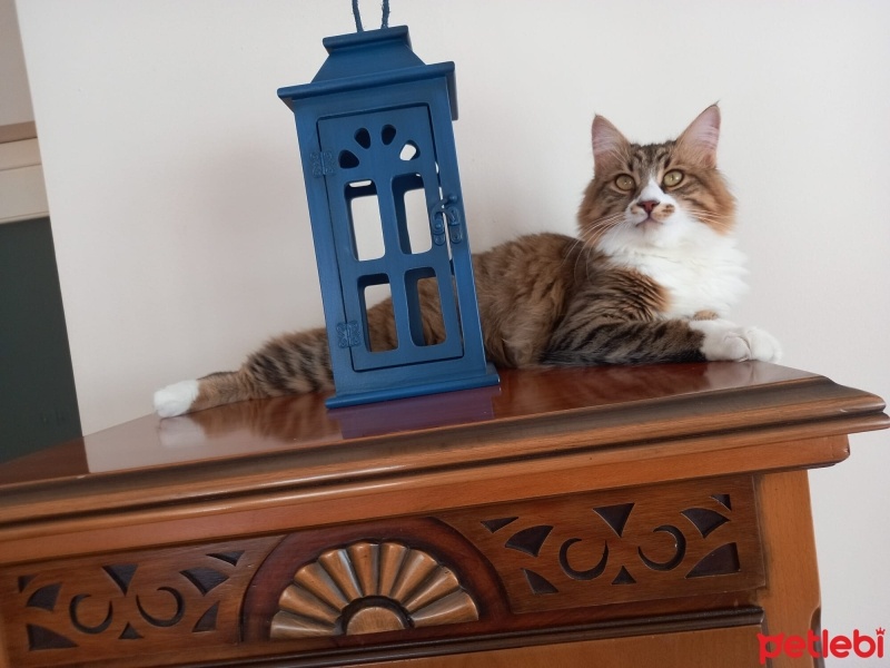 Norwegian Forest, Kedi  GOFRET fotoğrafı