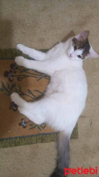 Tekir Kedi, Kedi  şeker fotoğrafı