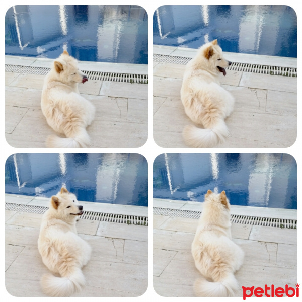 Samoyed, Köpek  Lily fotoğrafı