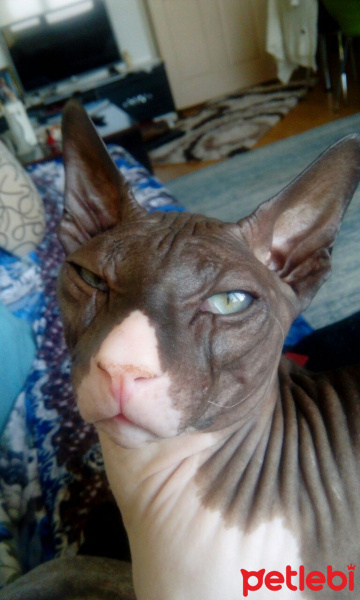 Sphynx, Kedi  odin fotoğrafı