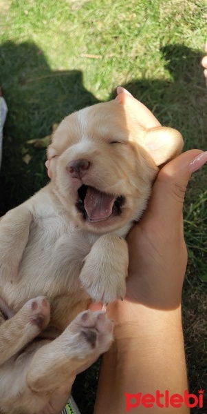 Golden Retriever, Köpek  Behlül fotoğrafı