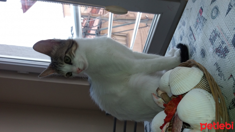 Bombay, Kedi  Fistik fotoğrafı