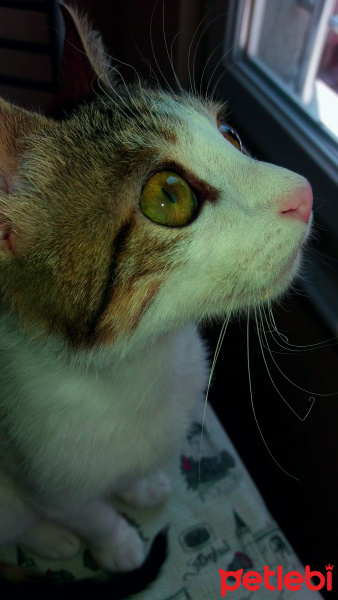 Bombay, Kedi  Fistik fotoğrafı