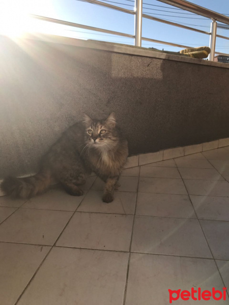 Tekir Kedi, Kedi  binnaz fotoğrafı