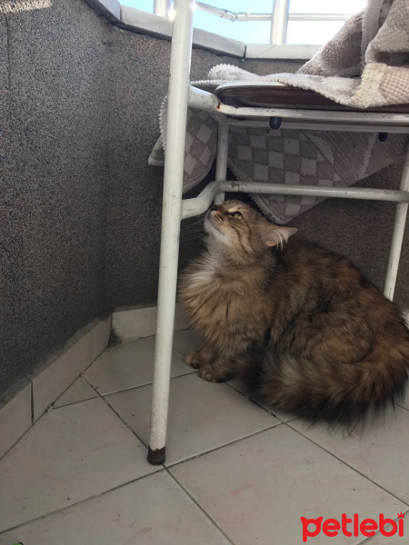 Tekir Kedi, Kedi  binnaz fotoğrafı