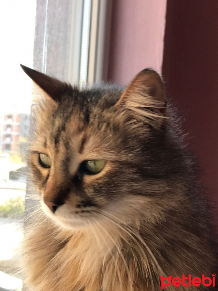 Tekir Kedi, Kedi  binnaz fotoğrafı