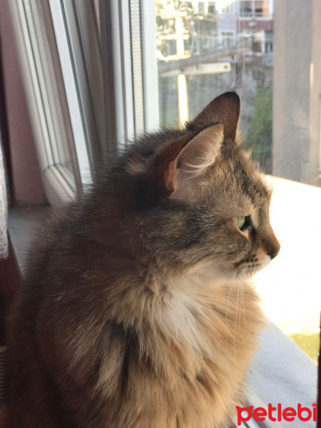 Tekir Kedi, Kedi  binnaz fotoğrafı