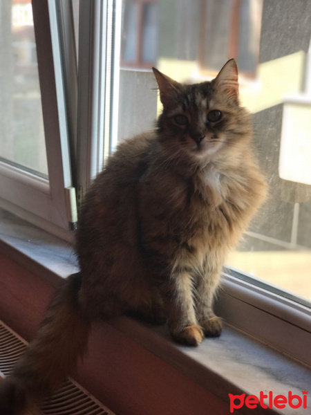 Tekir Kedi, Kedi  binnaz fotoğrafı