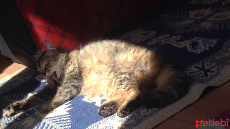 Tekir Kedi, Kedi  binnaz fotoğrafı