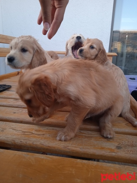 Golden Retriever, Köpek  Golden cocker retriever fotoğrafı