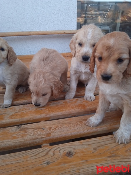 Golden Retriever, Köpek  Golden cocker retriever fotoğrafı