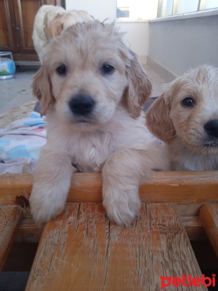 Golden Retriever, Köpek  Golden cocker retriever fotoğrafı