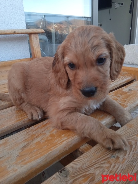 Golden Retriever, Köpek  Golden cocker retriever fotoğrafı