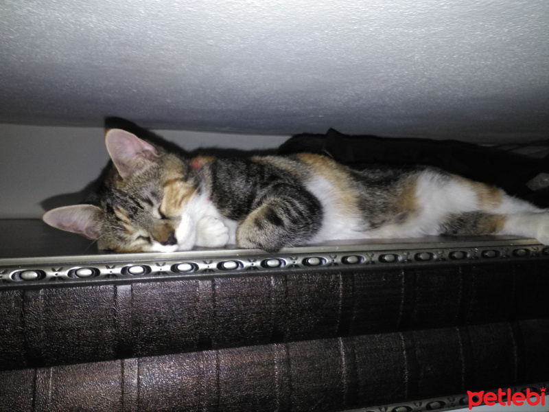 Abyssinian, Kedi  Şımarık  fotoğrafı