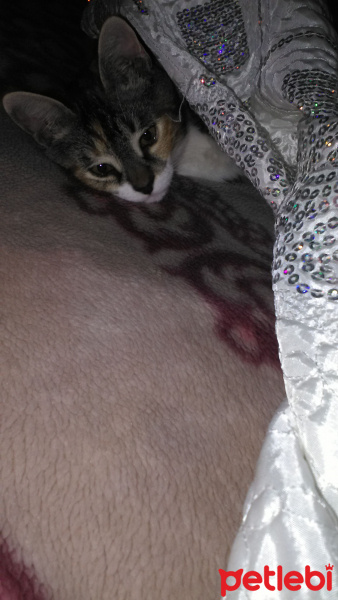 Abyssinian, Kedi  Şımarık  fotoğrafı