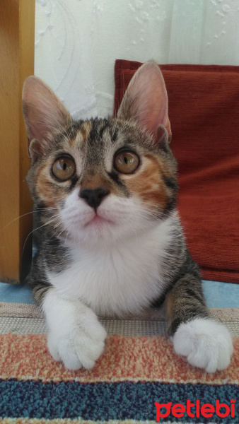 Abyssinian, Kedi  Şımarık  fotoğrafı