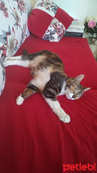 Abyssinian, Kedi  Şımarık  fotoğrafı