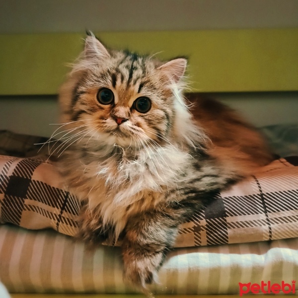 British Longhair, Kedi  Lady fotoğrafı