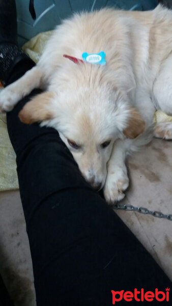 Golden Retriever, Köpek  Bulut fotoğrafı