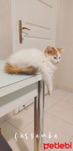 York Chocolate, Kedi  Pamuk fotoğrafı