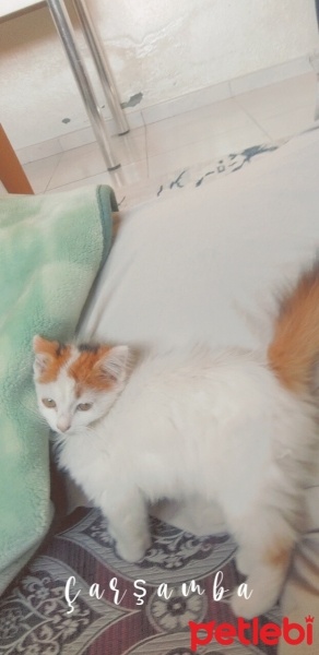 York Chocolate, Kedi  Pamuk fotoğrafı