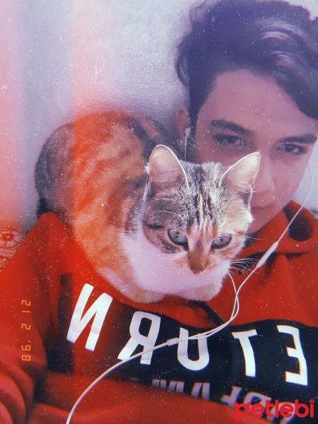 York Chocolate, Kedi  Pamuk fotoğrafı