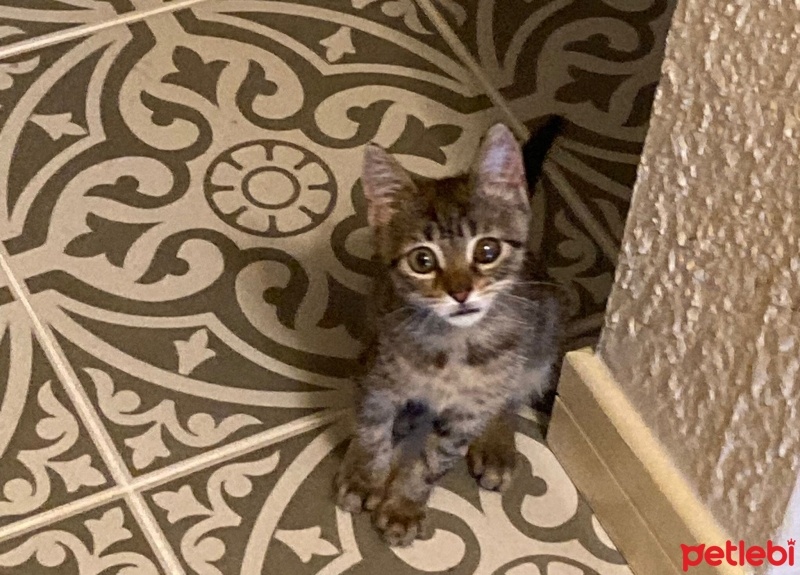 Tekir Kedi, Kedi  Gölge fotoğrafı