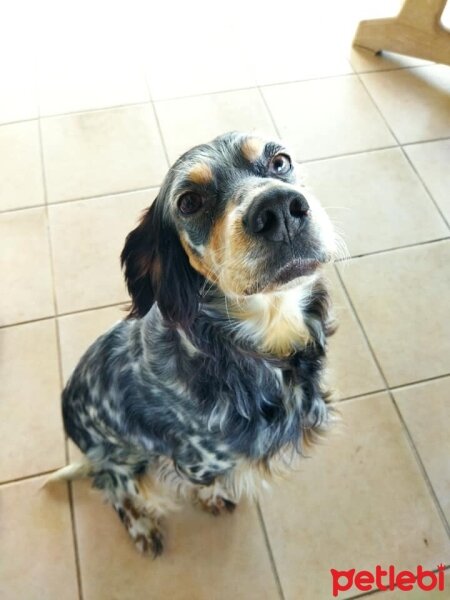 İngiliz Setter, Köpek  Luna fotoğrafı