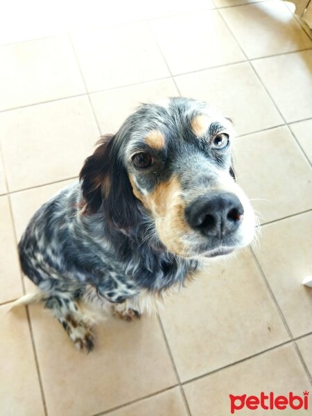 İngiliz Setter, Köpek  Luna fotoğrafı