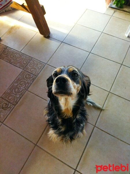 İngiliz Setter, Köpek  Luna fotoğrafı