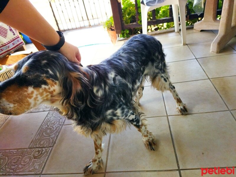 İngiliz Setter, Köpek  Luna fotoğrafı