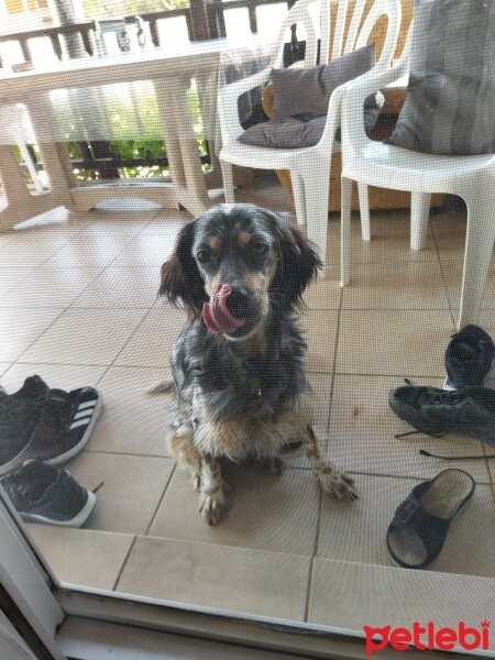 İngiliz Setter, Köpek  Luna fotoğrafı