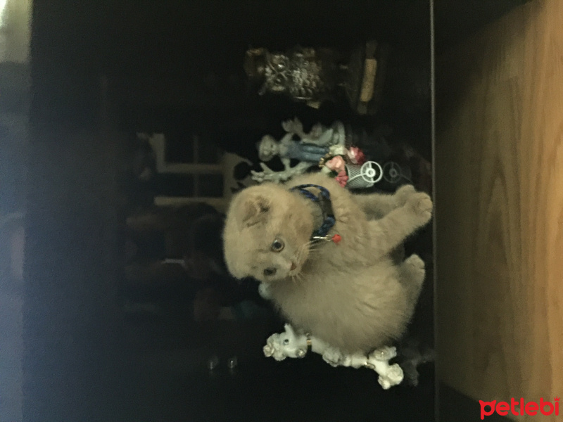 Scottish Fold, Kedi  Pertev fotoğrafı