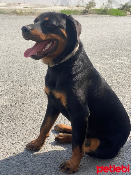 Rottweiler, Köpek  Leo fotoğrafı