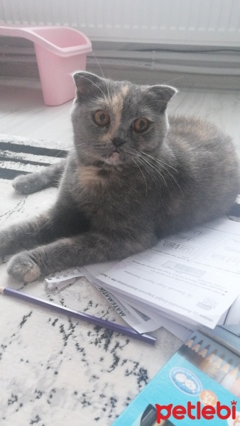 Scottish Fold, Kedi  Duman fotoğrafı