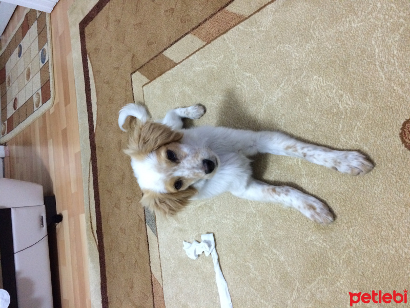 Sokö (Sokak Köpeği), Köpek  Kaptan  fotoğrafı