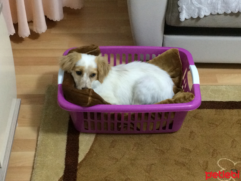 Sokö (Sokak Köpeği), Köpek  Kaptan  fotoğrafı