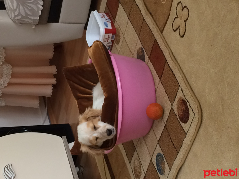 Sokö (Sokak Köpeği), Köpek  Kaptan  fotoğrafı