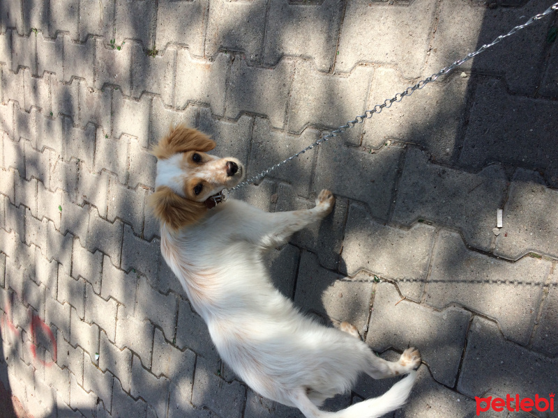 Sokö (Sokak Köpeği), Köpek  Kaptan  fotoğrafı