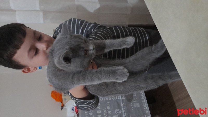 British Shorthair, Kedi  Mia fotoğrafı