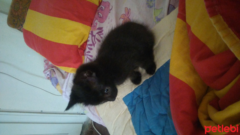 Bombay, Kedi  Leon  fotoğrafı