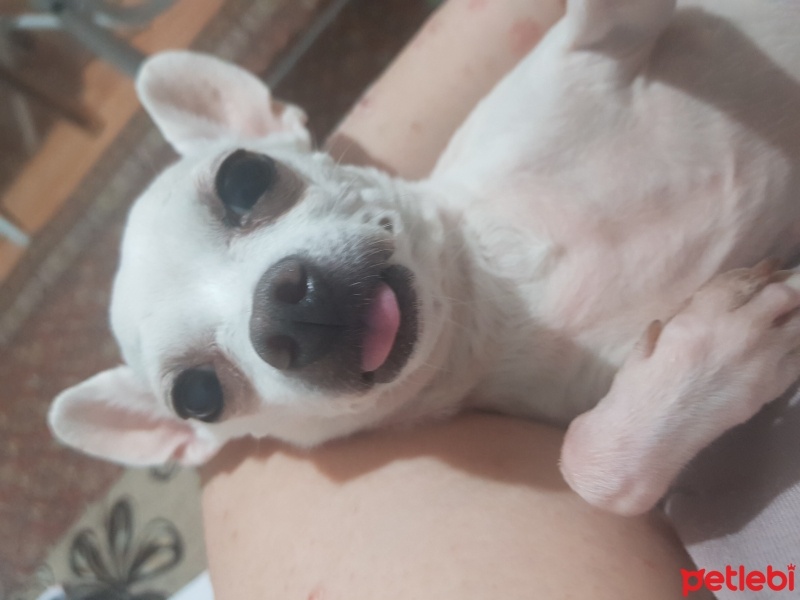 Chihuahua, Köpek  Sushi fotoğrafı