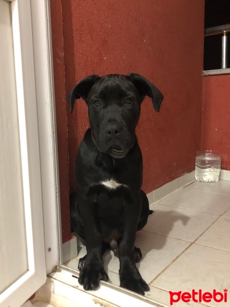 Cane Corso Italiano, Köpek  Zeus fotoğrafı