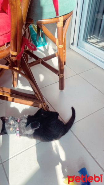 Bombay, Kedi  Gece fotoğrafı