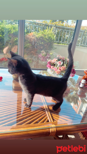Bombay, Kedi  Gece fotoğrafı