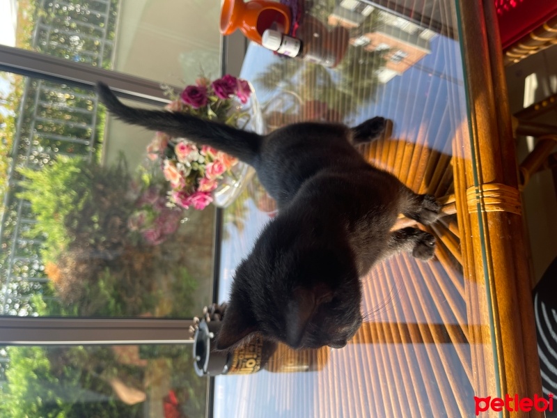 Bombay, Kedi  Gece fotoğrafı