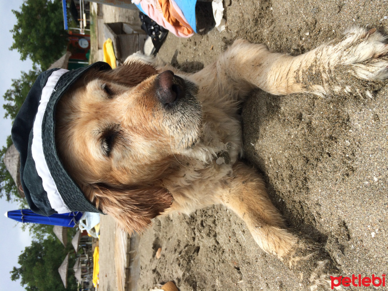 Golden Retriever, Köpek  Maya fotoğrafı