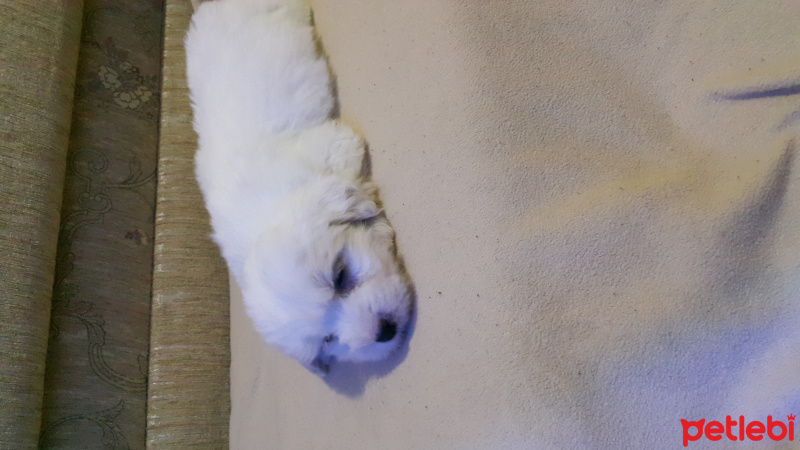 Maltese, Köpek  Nisan fotoğrafı